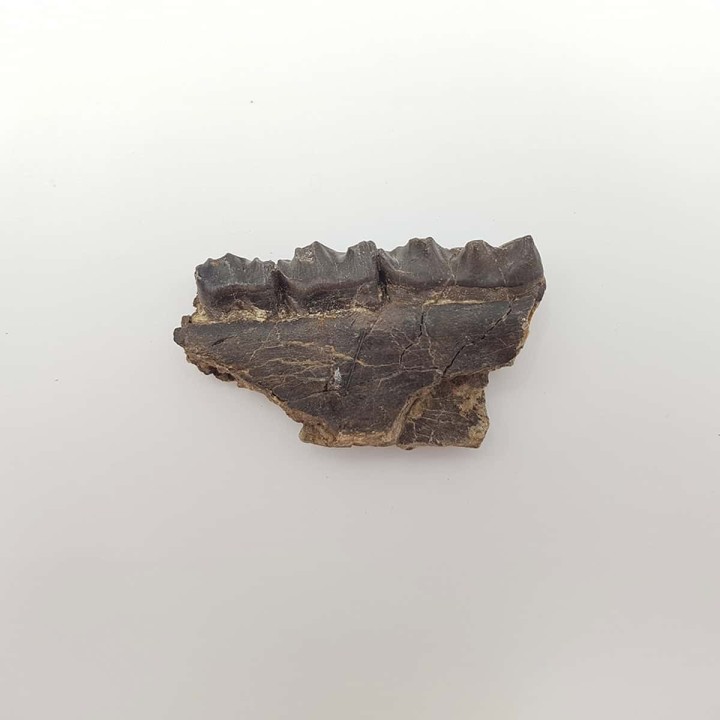 Cheval primitif (Plagiolophus annectens) 4