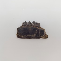 Cheval primitif (Plagiolophus annectens) 5