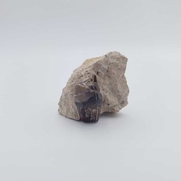 Cheval primitif (Plagiolophus annectens) 6