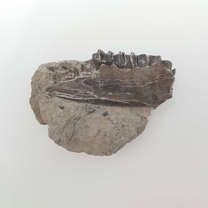 Cheval primitif (Plagiolophus annectens) 7