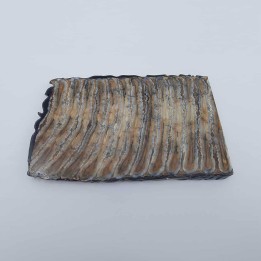 Dent fossile de mammouth laineux (Mammuthus primigenius)