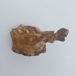 morse fossile (Odobenus rosmarus) 1