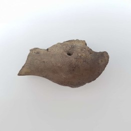 morse fossile (Odobenus rosmarus) 3