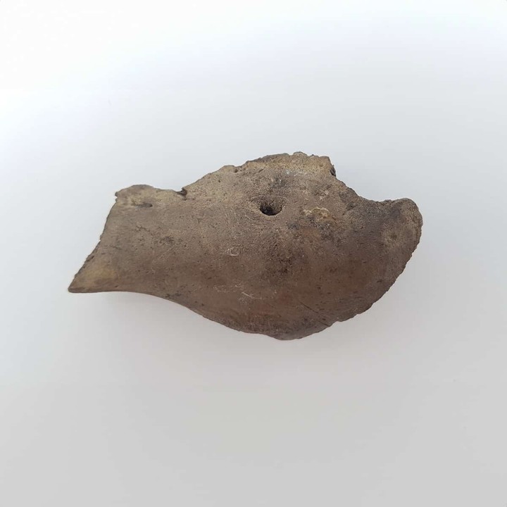 morse fossile (Odobenus rosmarus) 3