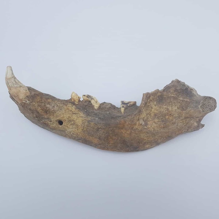 Ours des cavernes (Ursus spelaeus) 2