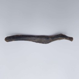 Ours des cavernes (Ursus spelaeus) 4