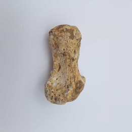 Ours des cavernes (Ursus spelaeus) 5