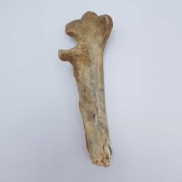 Ours des cavernes (Ursus spelaeus) 6