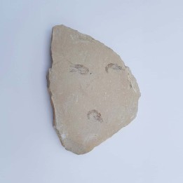 crevette fossile du Liban 2