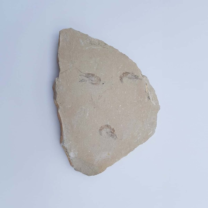 crevette fossile du Liban 2