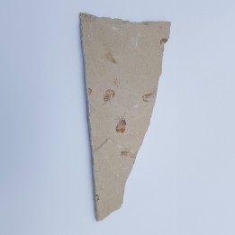 crevette fossile du Liban 3