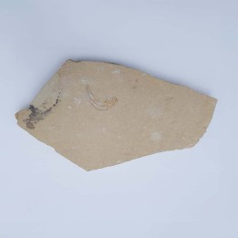 poisson et ammonites