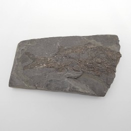 Poisson fossile