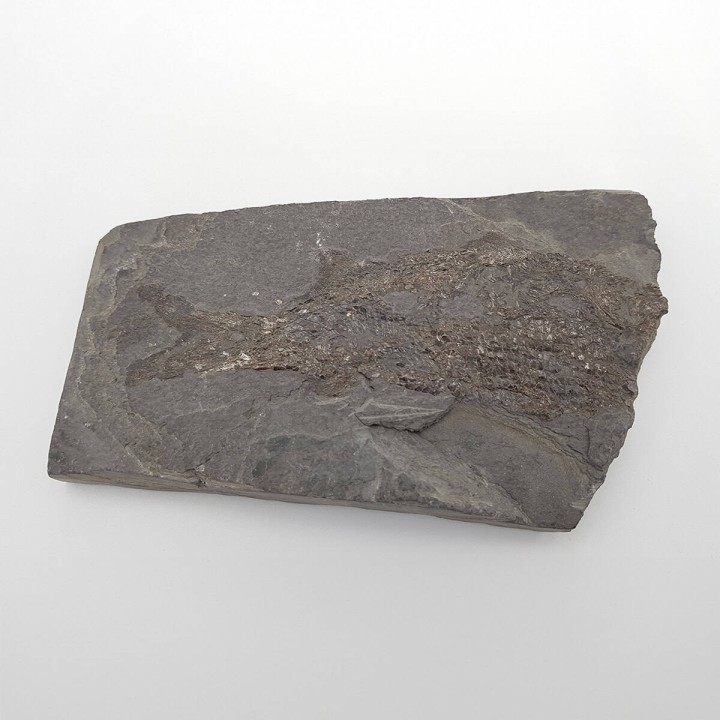 Poisson fossile