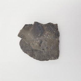 fougère 3