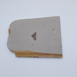 fructification 1