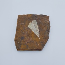 Ginkgo (Ginkgo adiantoides) 1