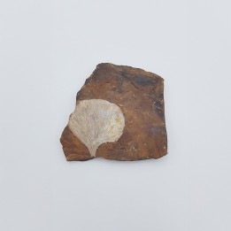 Ginkgo (Ginkgo adiantoides) 4