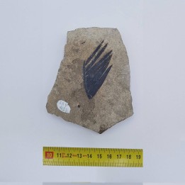 Zamite (Zamites feneonis) 1