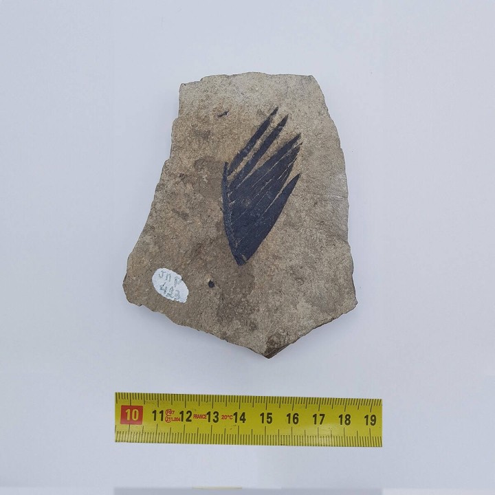Zamite (Zamites feneonis) 1