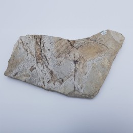 Zamite (Zamites feneonis) 2