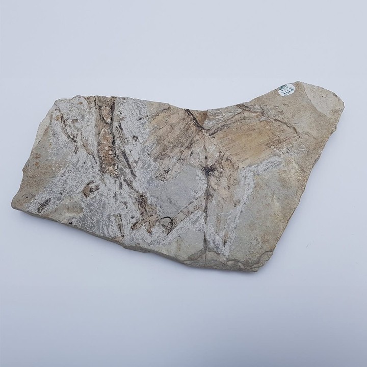 Zamite (Zamites feneonis) 2