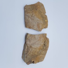 zamite
