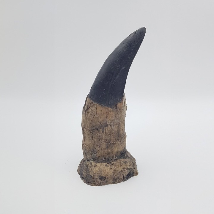 Moulage dent de tyrannosaure