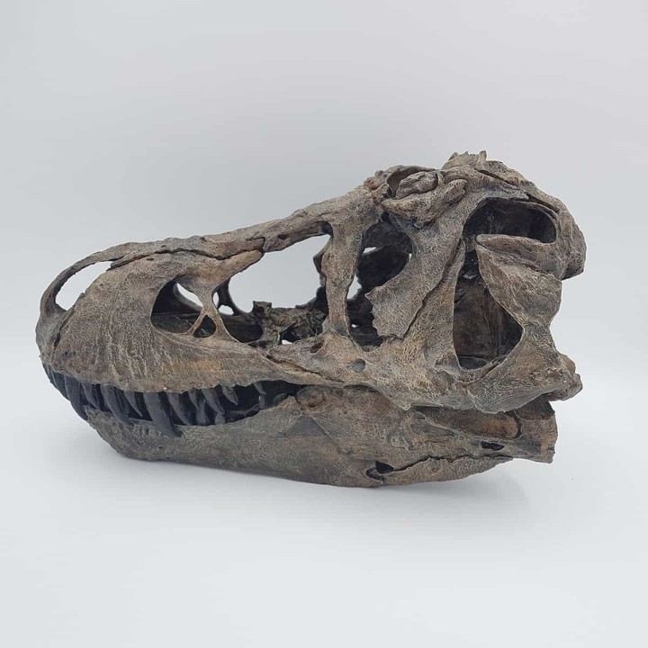 Moulage d'un crâne de tyrannosaure (Tyrannosaurus rex)