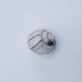 coquillage 1