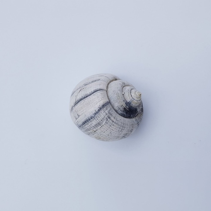 coquillage 1
