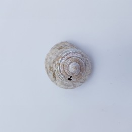 coquillage 2