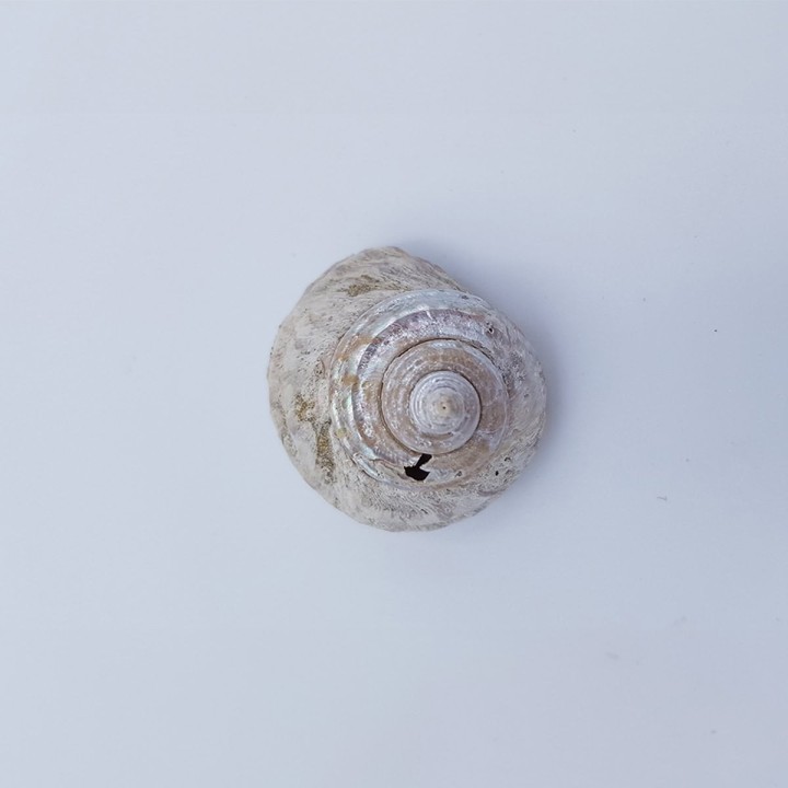 coquillage 2