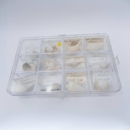 boite de coquillages fossiles 3