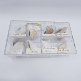 boite de coquillages fossile 2