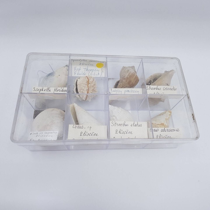 boite de coquillages fossile 2