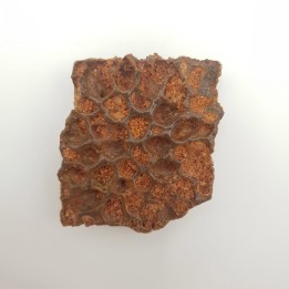 Plaque dermique de crocodile (Elosuchus cherifiensis)