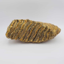 Dent de mammouth laineux (Mammuthus primigenius)