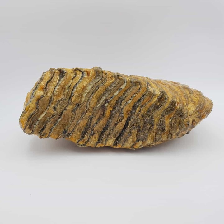 Dent de mammouth laineux (Mammuthus primigenius)
