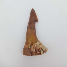 Dent fossile de requin scie (Onchopristis numidus)
