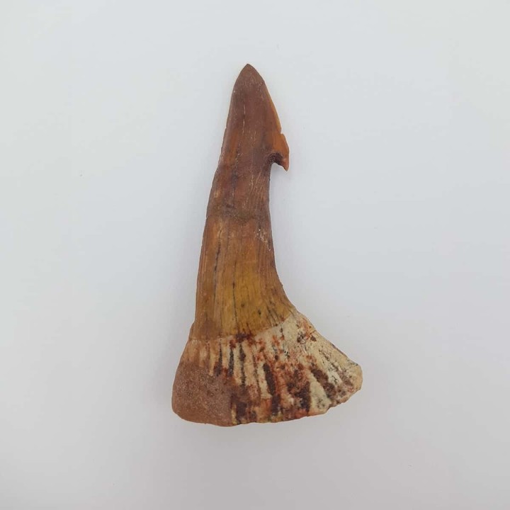 Dent fossile de requin scie (Onchopristis numidus)