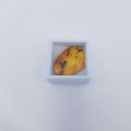 Copal de Colombie avec insectes