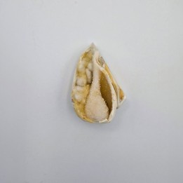 Coquillage fossile avec minéraux