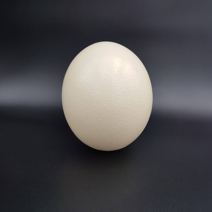 Œuf d'autruche