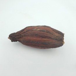 Cabosse, fruit du cacaoyer (Theobroma cacao)