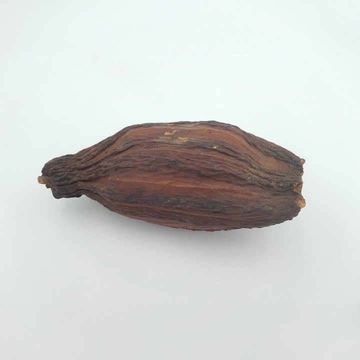 Cabosse, fruit du cacaoyer (Theobroma cacao)