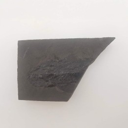 Fossile de poisson Osteolepis