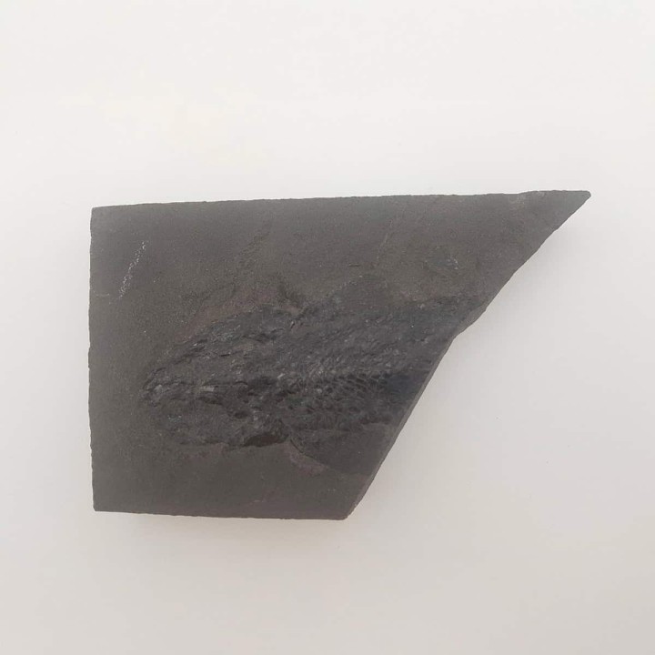 Fossile de poisson Osteolepis
