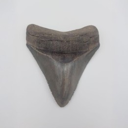 Dent de Carcharodon mégalodon, dent de requin géant fossile