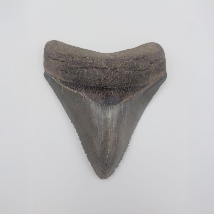 Dent de Carcharodon mégalodon, dent de requin géant fossile